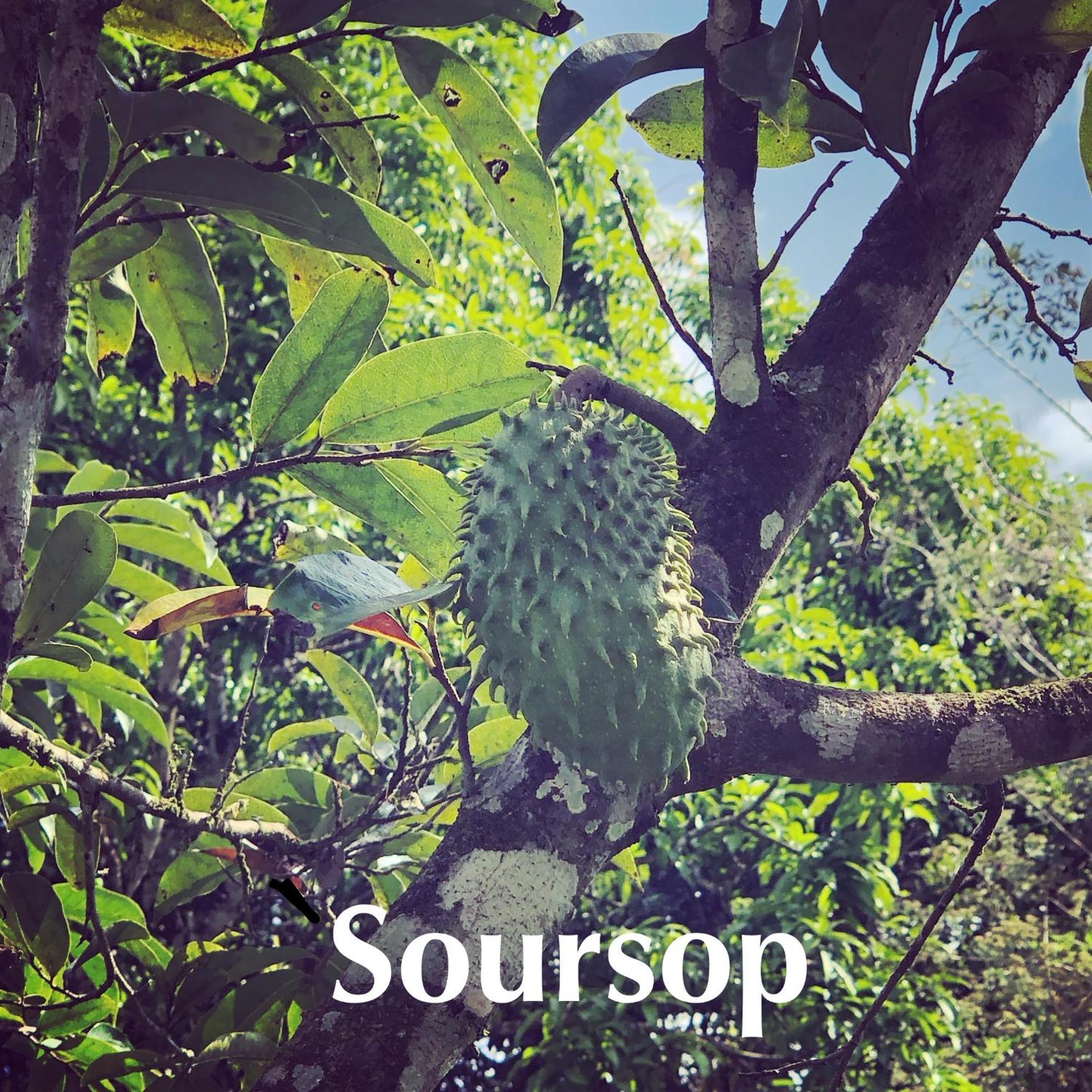 Soursop Hostel Cueta Zewnętrze zdjęcie